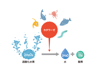 カタラーゼによる過酸化水素分解