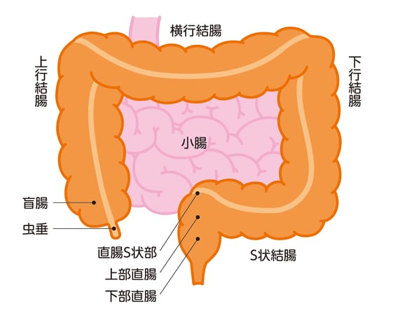 一般的な腸の構造