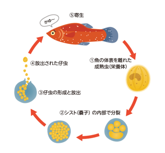 寄生虫のライフサイクル