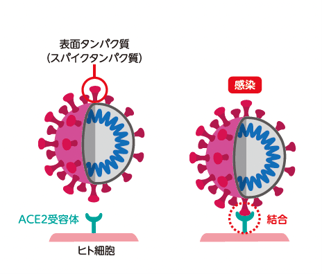 新型コロナウイルスがヒト細胞表面のACE2(タンパク質)を認識して細胞に侵入してくる様子