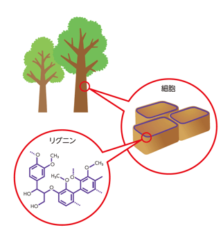 樹木の組織を強固にするリグニン-1