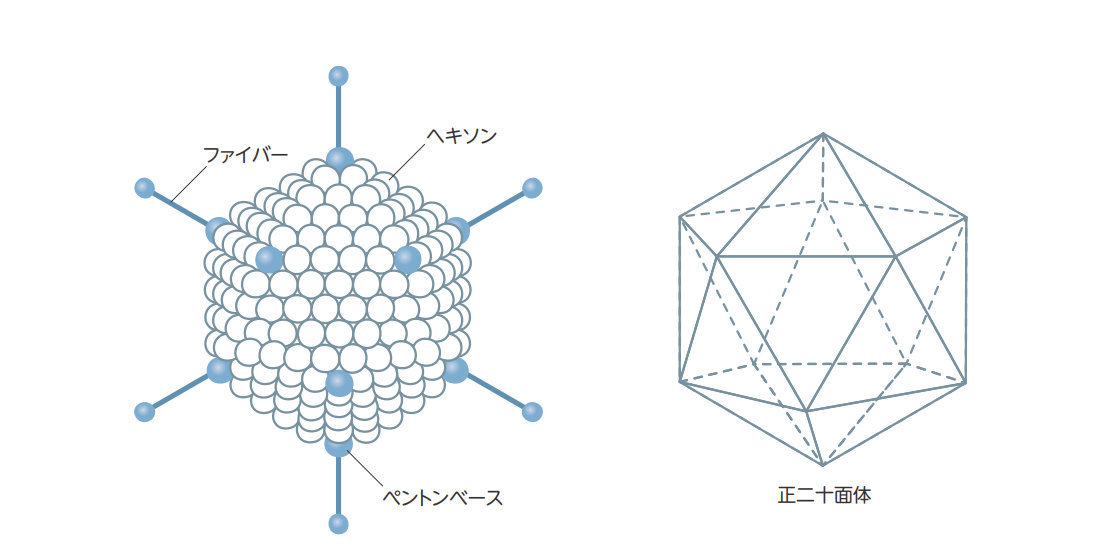 ウイルスも古代から命をつないでいる ｜学習ブログ｜ASP Japan合同会社 サムネイル画像